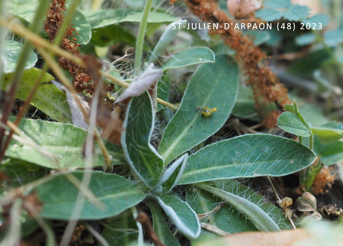 Hawkweed, Mouse-ear leaf